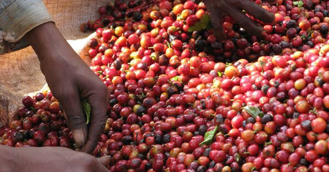 Uganda Earns UGX218bn From January Coffee Exports As Global Consumption Increases