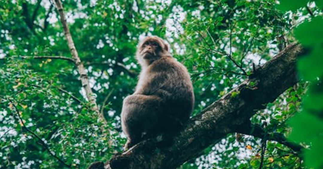 KIU International Desk: The State of the World's Forests 2020 Report Reveals Danger of COVID-19 to World Forests