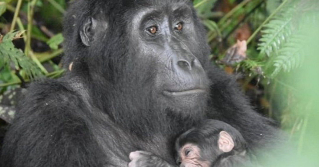 Uganda Welcomes Seventh Baby Gorilla in 2020