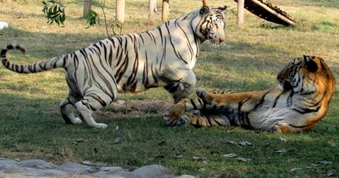 KIU General News: Uganda Wildlife Education Center Gets Tigers