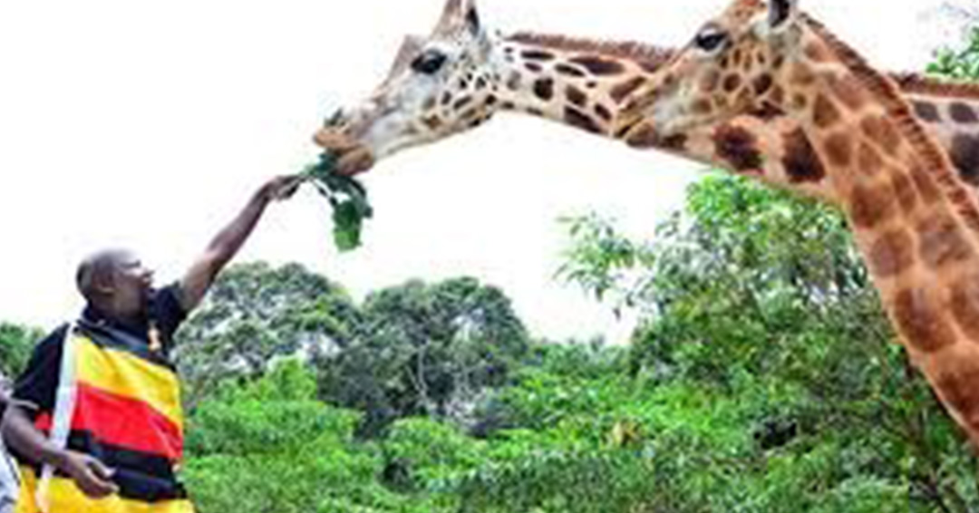 KIU Business Desk: What Lessons can Uganda's Tourism Sector Learn From the COVID-19 Pandemic?