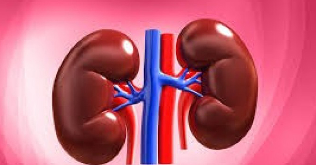 World Kidney Day: 7 Important Facts About Your Kidneys